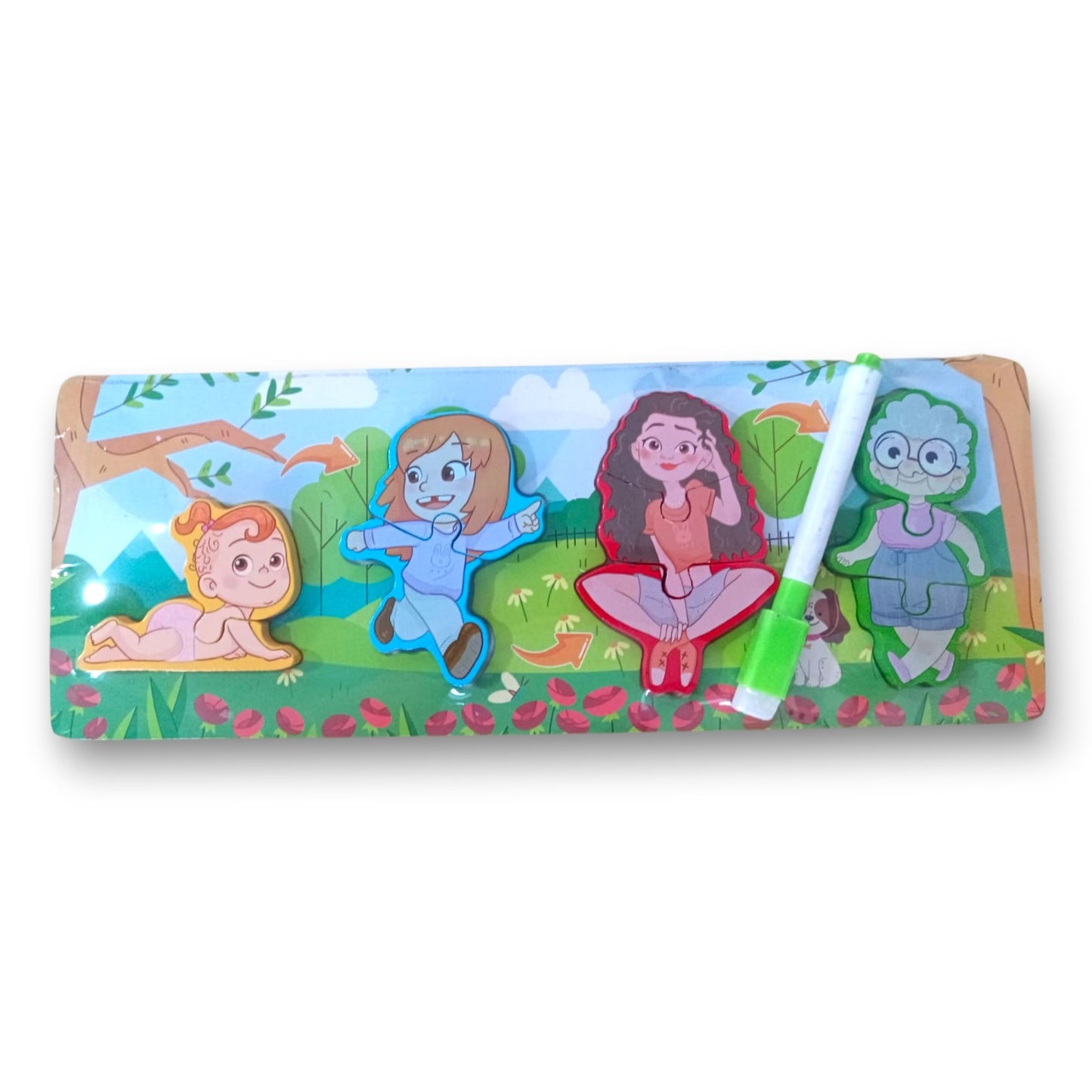 Puzzle Pizarra Interactivo Etapas del Crecimiento